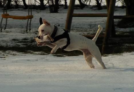Blanding af racer Idefix RIP billede 3