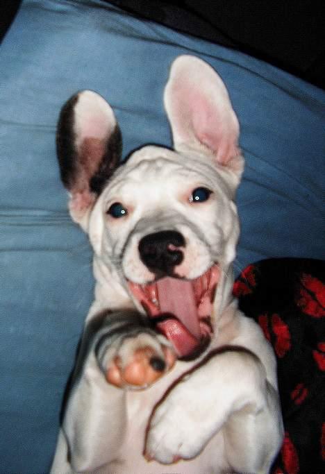 Blanding af racer Idefix RIP billede 4