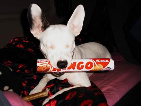Blanding af racer Idefix RIP billede 7