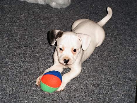 Blanding af racer Idefix RIP billede 8