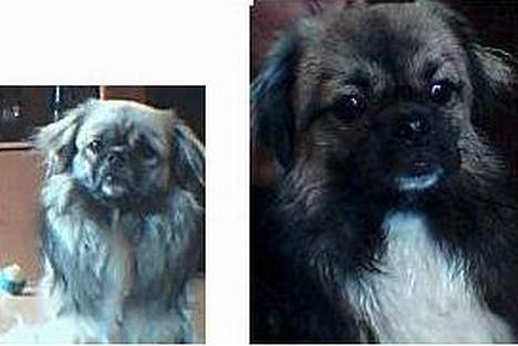 Tibetansk spaniel zentalonnogbamse billede 1