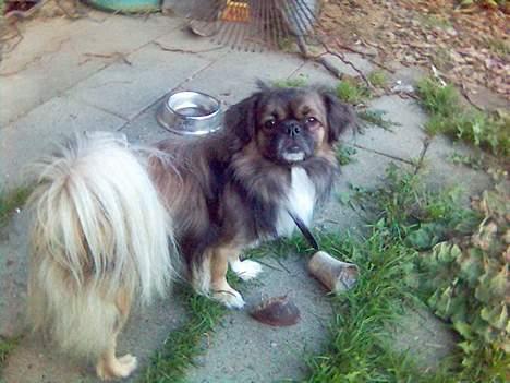 Tibetansk spaniel zentalonnogbamse billede 2