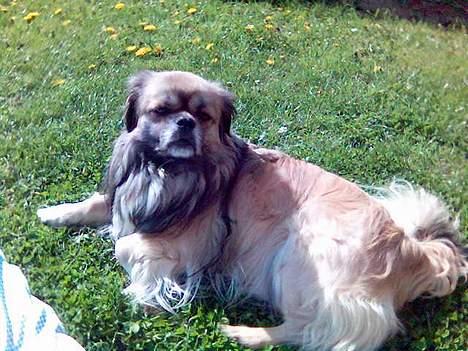 Tibetansk spaniel zentalonnogbamse billede 3