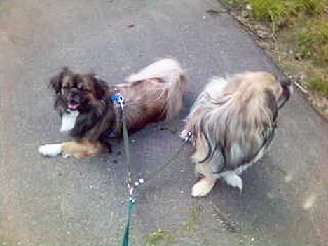 Tibetansk spaniel zentalonnogbamse billede 4