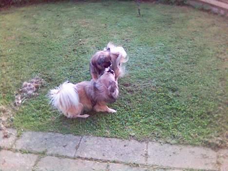 Tibetansk spaniel zentalonnogbamse billede 5