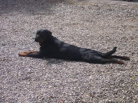 Rottweiler Fie - Jeg ta´r lige en slapper billede 9
