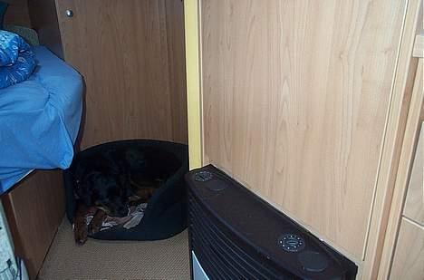 Rottweiler Fie - Jeg elsker at  være på camping billede 10