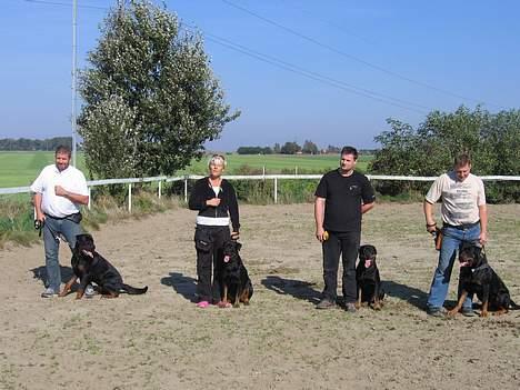 Rottweiler Xena  - Til træf på kennelen - der manglede desværre 2 - men det var hyggeligt og sjovt at se de andre  billede 12