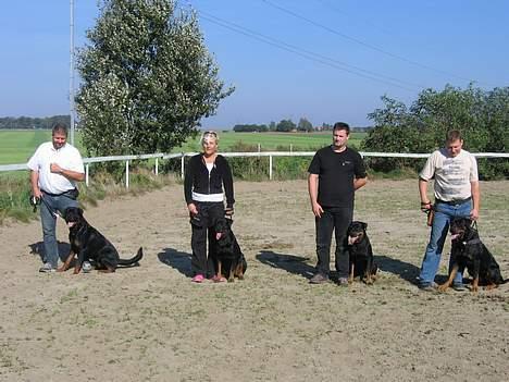Rottweiler Xena  - Træf på kennelen  billede 13