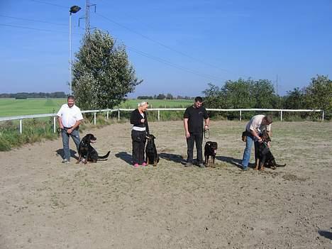 Rottweiler Xena  - Gruppe billede  billede 15