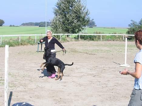 Rottweiler Xena  - Svært at gå med et æg på en ske - når Xena syntes at hun skulle tage det fra mig :O)  billede 17