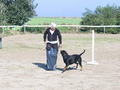 Rottweiler Xena  - Mange år siden at jeg har hoppet i en sæk - svære end man tror :O)  billede 19