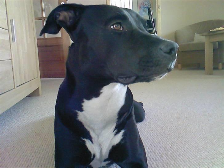 Amerikansk staffordshire terrier Conrad billede 4