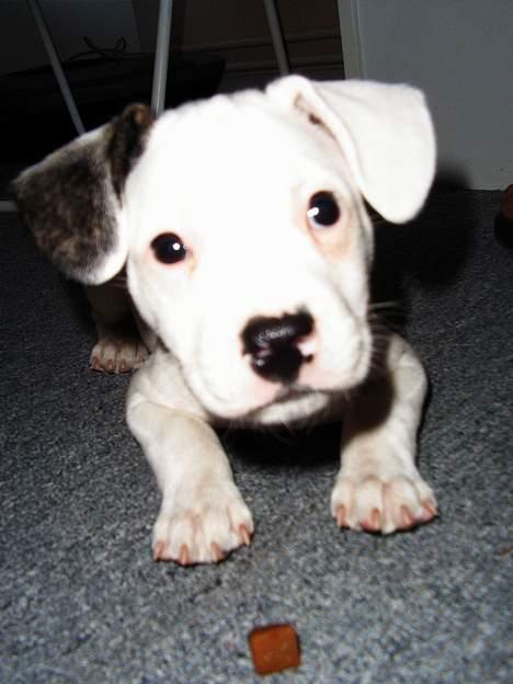 Blanding af racer Idefix RIP billede 10