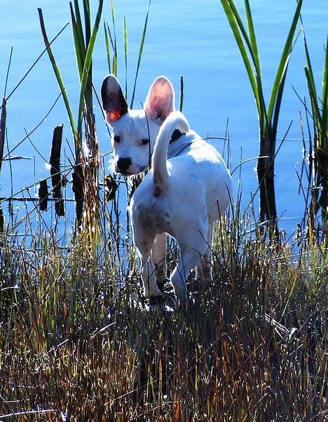 Blanding af racer Idefix RIP billede 12