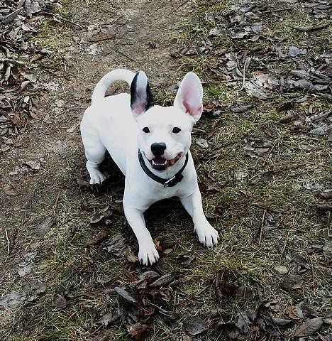 Blanding af racer Idefix RIP billede 13