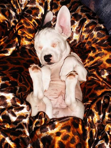 Blanding af racer Idefix RIP billede 14