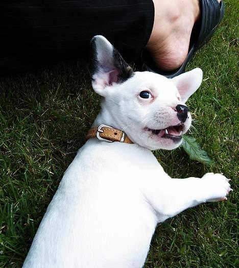 Blanding af racer Idefix RIP billede 17