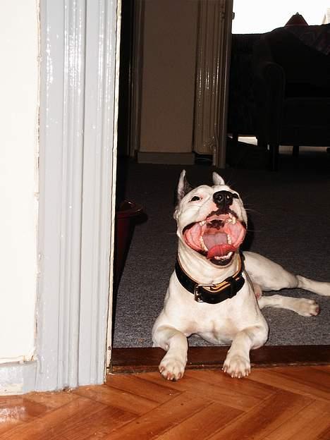 Blanding af racer Idefix RIP billede 18