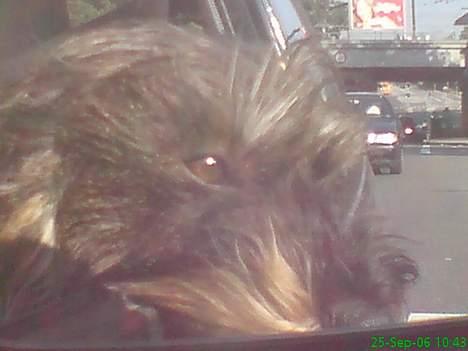 Gravhund Smilla - Dejligt med hovedet ude af vinduet når vi kører bil billede 8