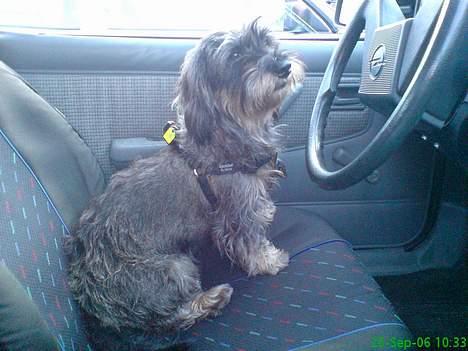 Gravhund Smilla - Bare lad mig køre, så skal i se fuld fart billede 9