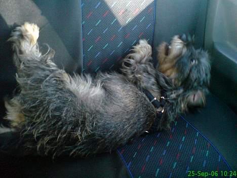 Gravhund Smilla - Roll a round billede 10