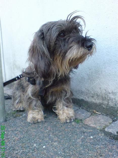 Gravhund Smilla - Hvornår er vi færdige her.... billede 11