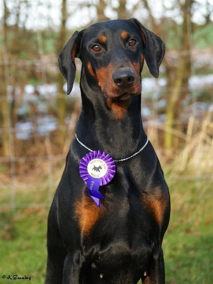 Dobermann *¤*Grace/Chica*¤* R.I.P. - Chica den 24-11-2008 billede 18