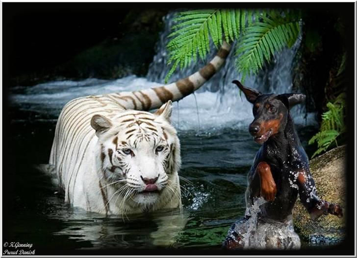 Dobermann *¤*Grace/Chica*¤* R.I.P. billede 19