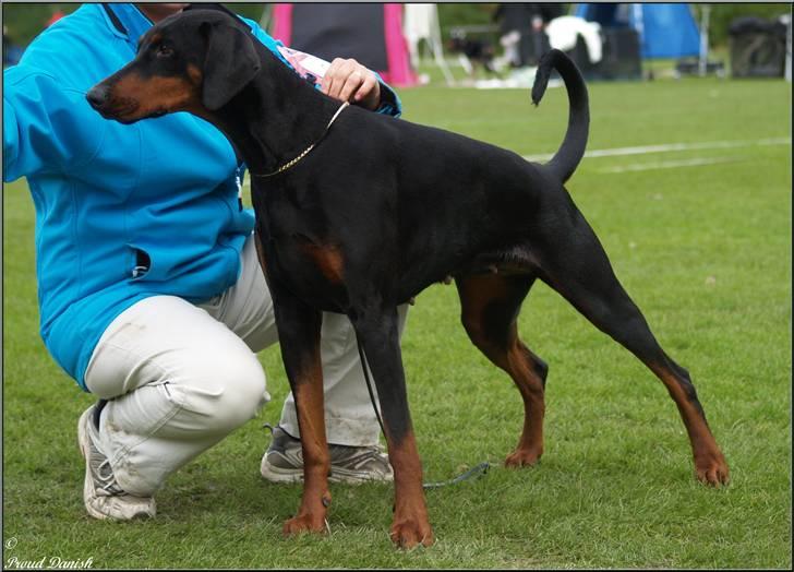 Dobermann *¤*Grace/Chica*¤* R.I.P. - Ballerup 2010  billede 20