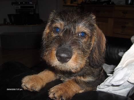 Gravhund Viktor - Hej jeg hedder Viktor billede 1