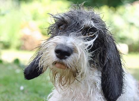 Petit basset griffon wendéen Bruno - Bruno - med frisk badevand i pelsen... og tungen lige i munden! billede 1