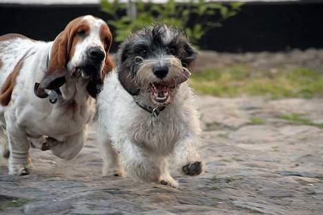 Petit basset griffon wendéen Bruno - Over stok & sten med Svend billede 2