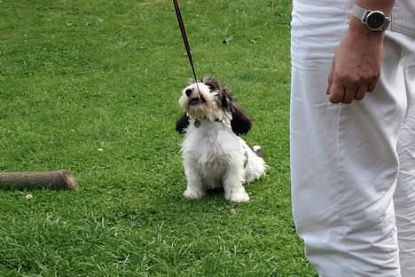 Petit basset griffon wendéen Bruno - Jeg GØR det ikke... billede 3