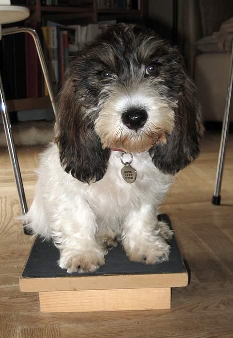 Petit basset griffon wendéen Bruno - 4-5 mdr. På sin egen lille peidestal... billede 4