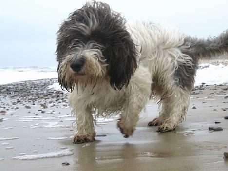 Petit basset griffon wendéen Bruno - Ahhh - Vesterhav, sand, frisk luft... og våde tæer billede 5
