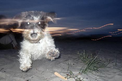 Petit basset griffon wendéen Bruno - YEEEE-HAAA...!!! billede 6