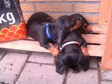 Gravhund gertrud - gertrud og finn ( nu bedre kendt som terkel) tager en pause fra leg og ballade billede 7