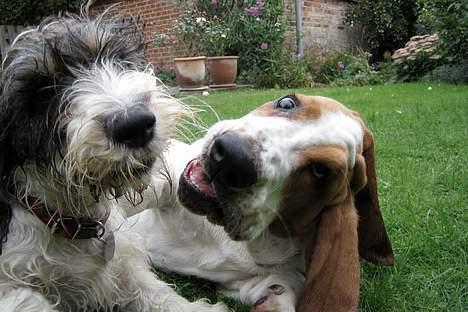Petit basset griffon wendéen Bruno - Ikke nu - vi leger altså... billede 7