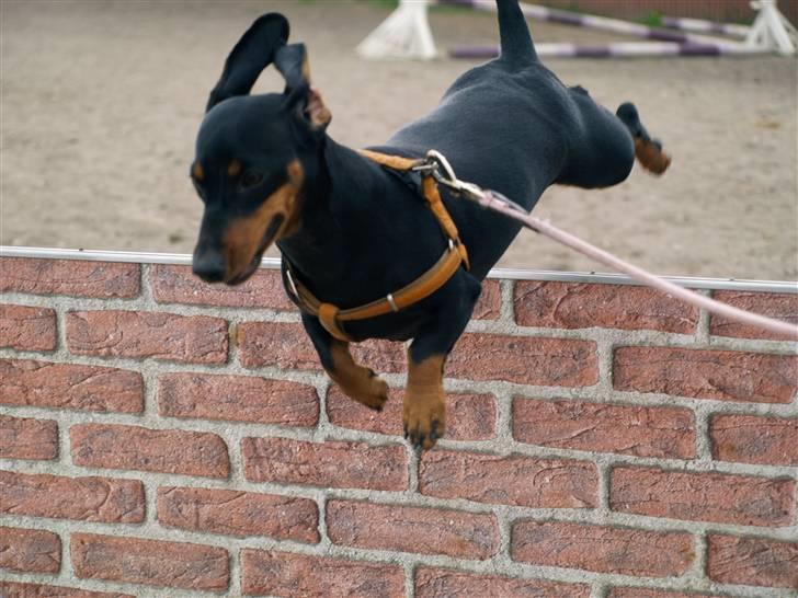 Gravhund gertrud - Gertud springer mur på midtfynsrideklub billede 8