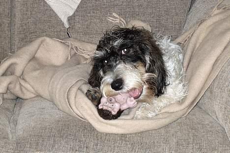 Petit basset griffon wendéen Bruno - Pivedyr skal bare TYGGES i stykker... billede 8