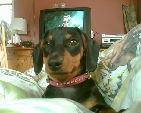 Gravhund gertrud - er jeg ikke flot - se der er en der rider på min ryg !!! billede 9