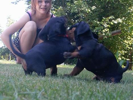 Gravhund gertrud - migg og brormand billede 10