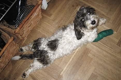 Petit basset griffon wendéen Bruno - KEDELIG måned med benet i forbinding... billede 9