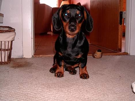 Gravhund gertrud - flotte mig  billede 11