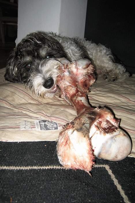 Petit basset griffon wendéen Bruno - Var det virkelig det største kødben, I kunne finde? billede 10