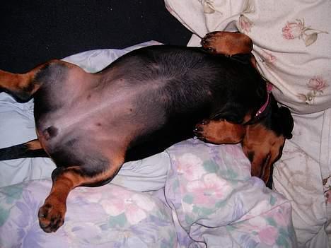 Gravhund gertrud - uhhh det er dejligt billede 12