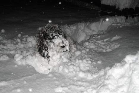 Petit basset griffon wendéen Bruno - Hvad er nu DET for noget? billede 11