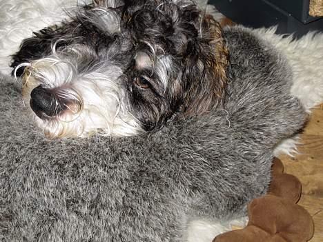 Petit basset griffon wendéen Bruno - Stille stund med tøjelgen billede 12