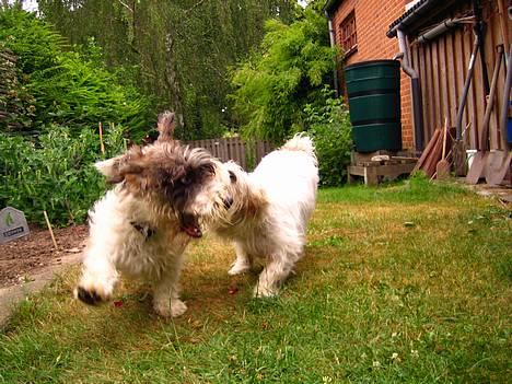 Petit basset griffon wendéen Bruno - Wow! Lege med Luna. En PBGV tæve...  billede 13